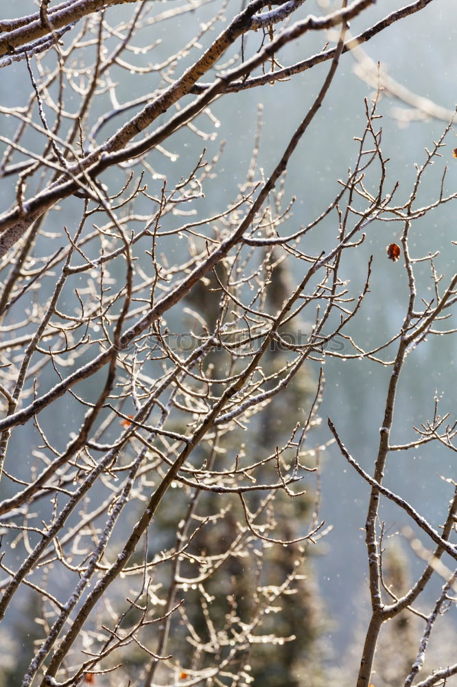 Similar – Image, Stock Photo Tit winter II Bird