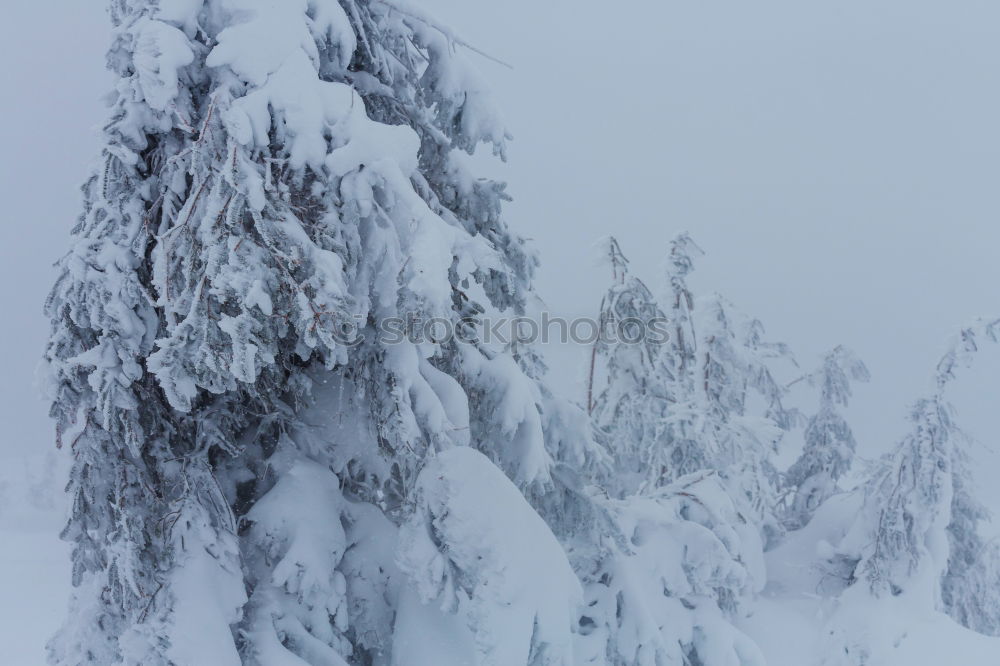 Similar – Image, Stock Photo Lake Silser Snow Forest