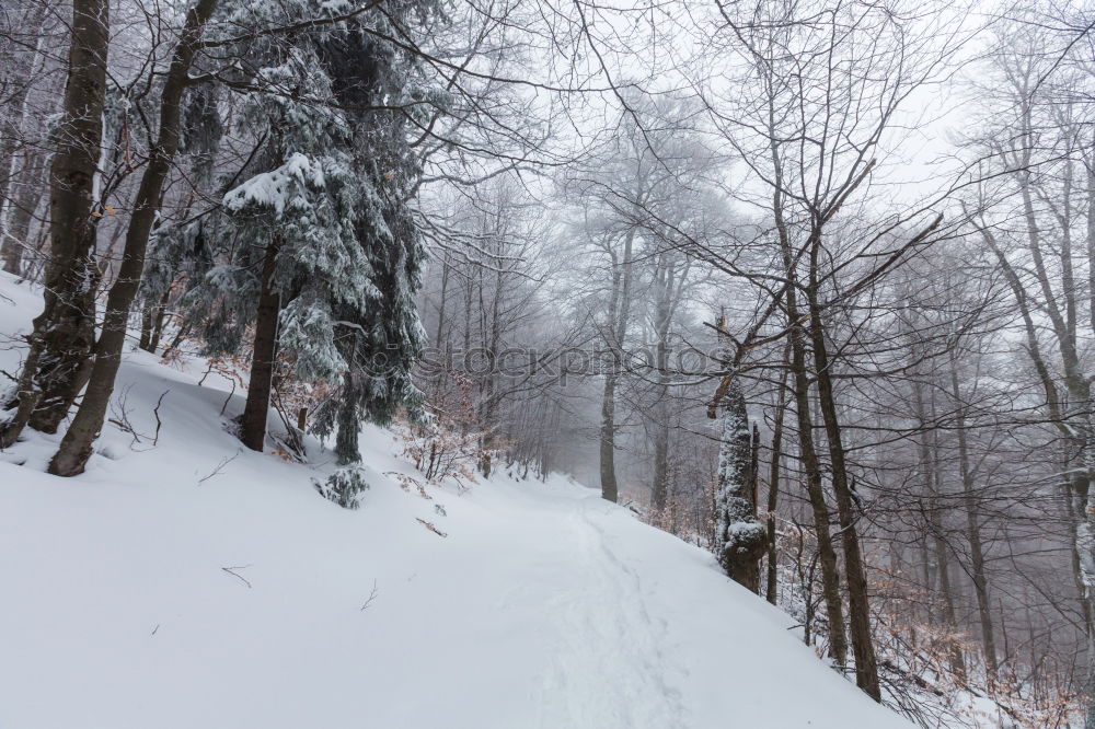 Similar – Image, Stock Photo Tourist with backpack in snowy forest