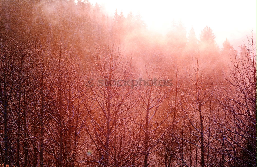 Similar – Outstanding tree in the evening light.