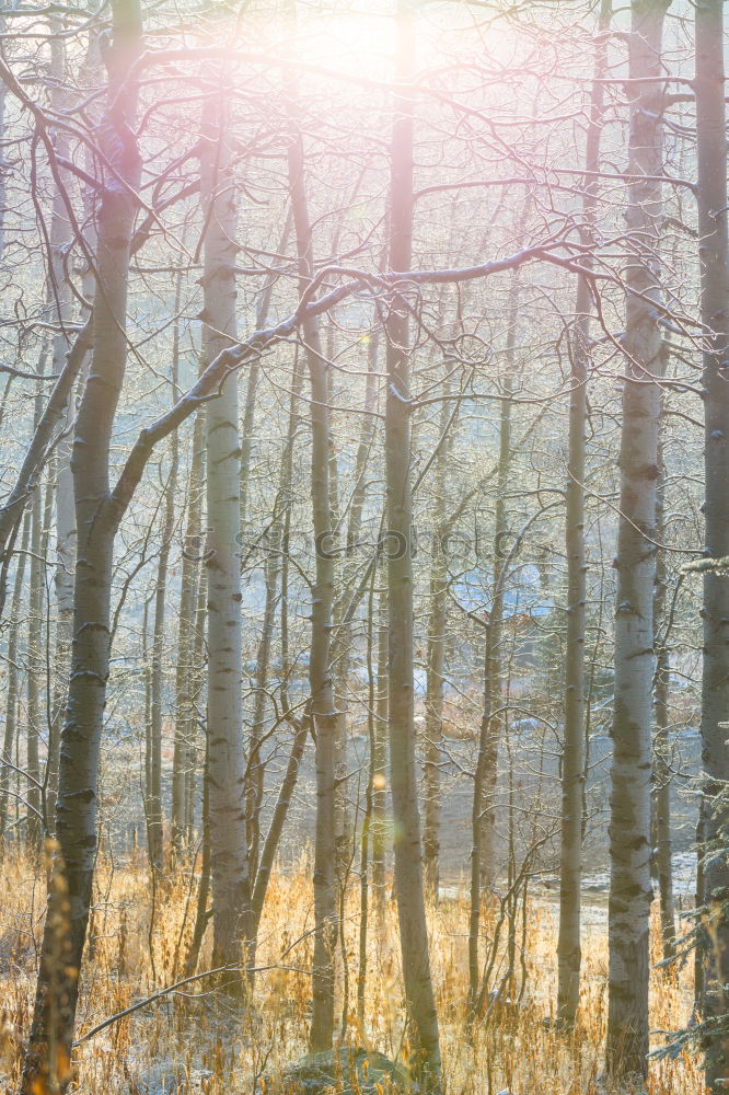 Similar – Vereiste Zweige einer Birke vor Abendhimmel