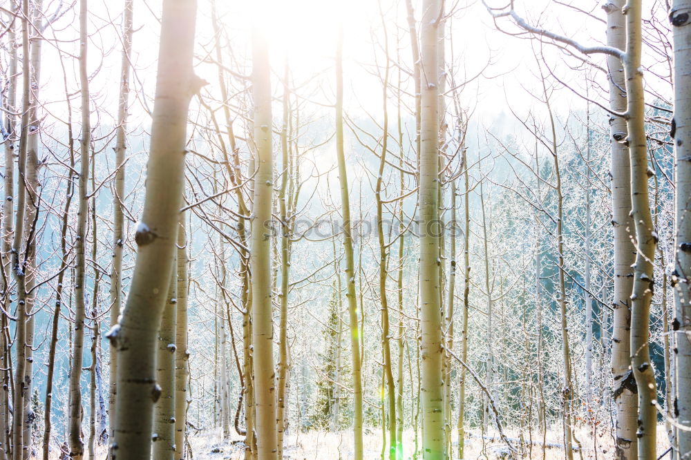 Similar – Forest on the background of the sun’s rays in the spring