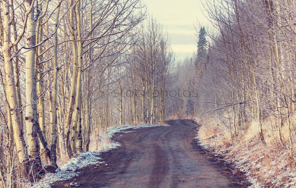 Similar – Winter im Hochmoor Natur