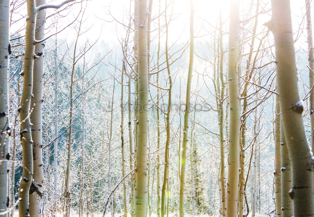 Similar – Forest on the background of the sun’s rays in the spring