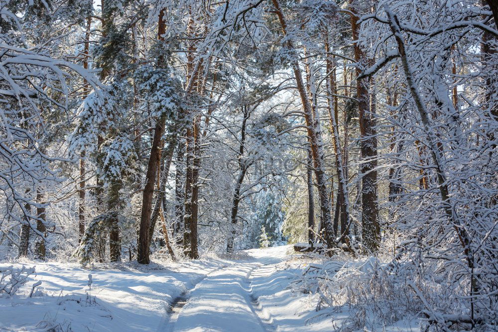 Similar – Foto Bild Winterwonderland Baum