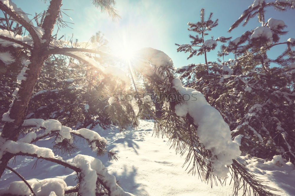 Similar – Image, Stock Photo Snowy road near forest