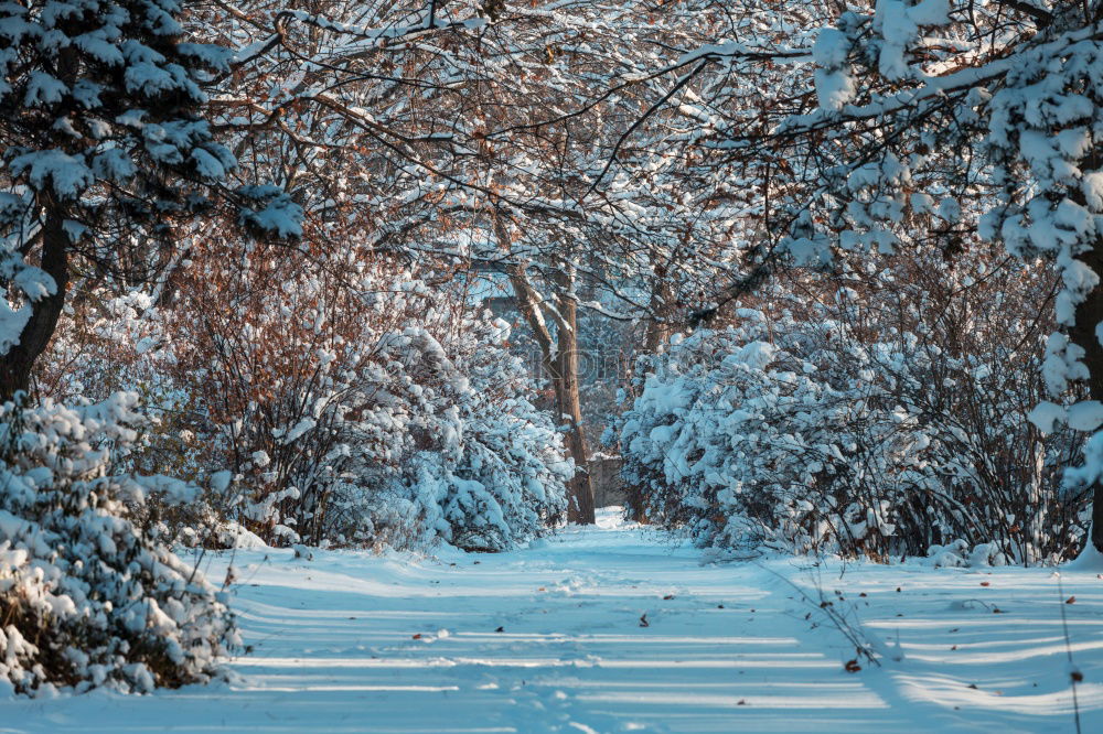 Similar – Foto Bild Winterwonderland Baum