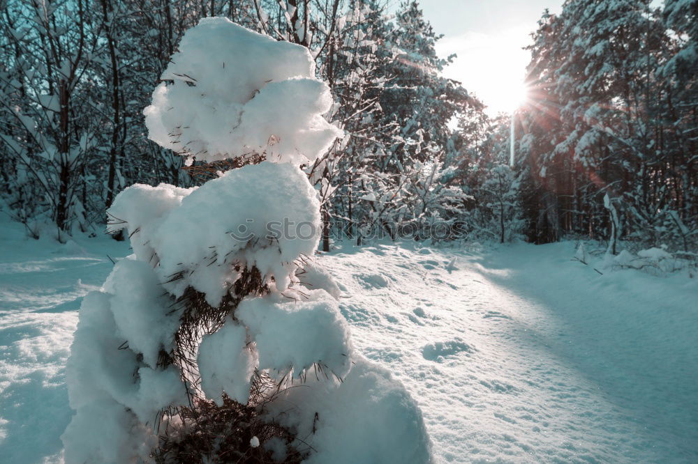 Similar – Image, Stock Photo Woman with blue jacket at the edge of forest during snowfall