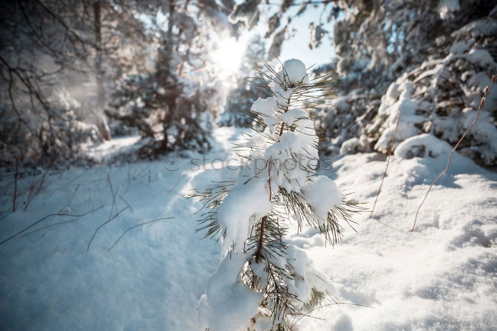 Similar – Foto Bild Schneefell Winter Halm