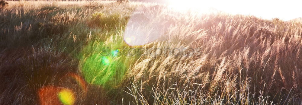 Similar – sunbathing. Grass Meadow