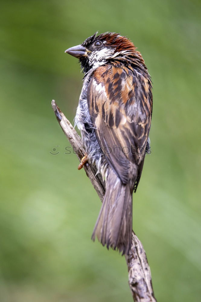 Similar – Jay with passing bee