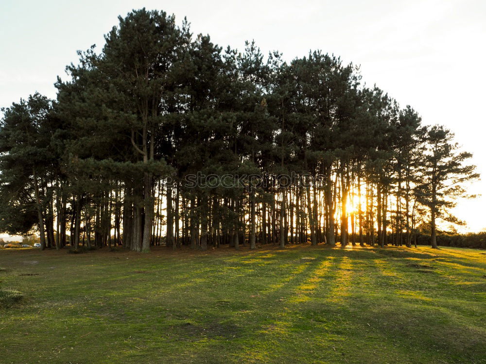 Similar – Image, Stock Photo Lonely in the sunset