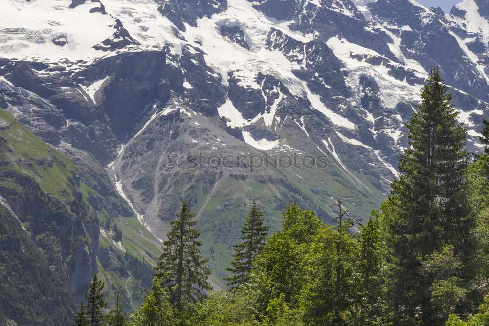 Similar – Image, Stock Photo Dolomites Forest White