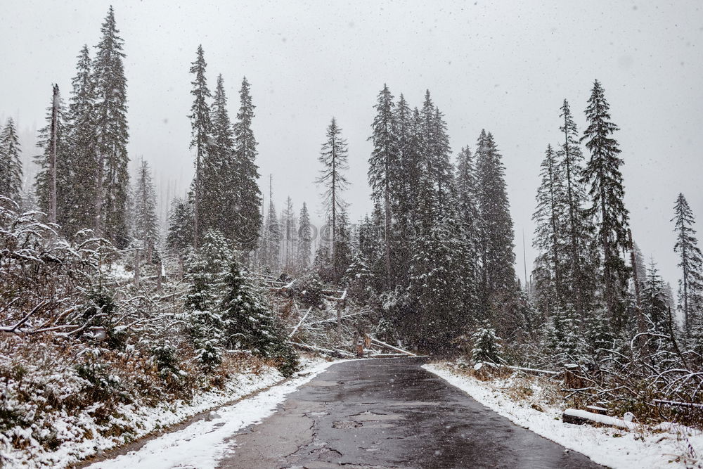 Similar – Image, Stock Photo Off roadster in the forest