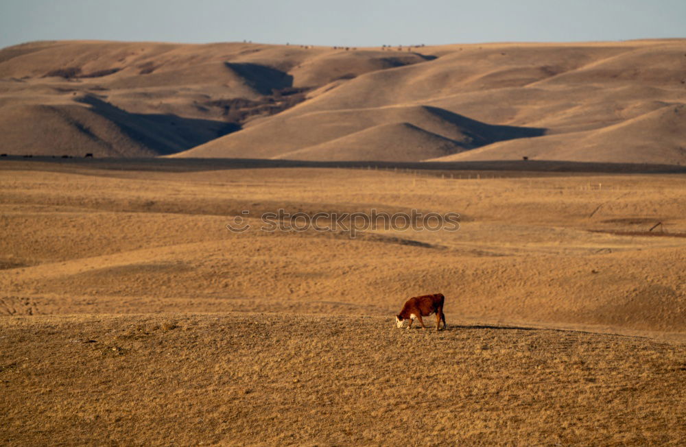 Similar – African steppe