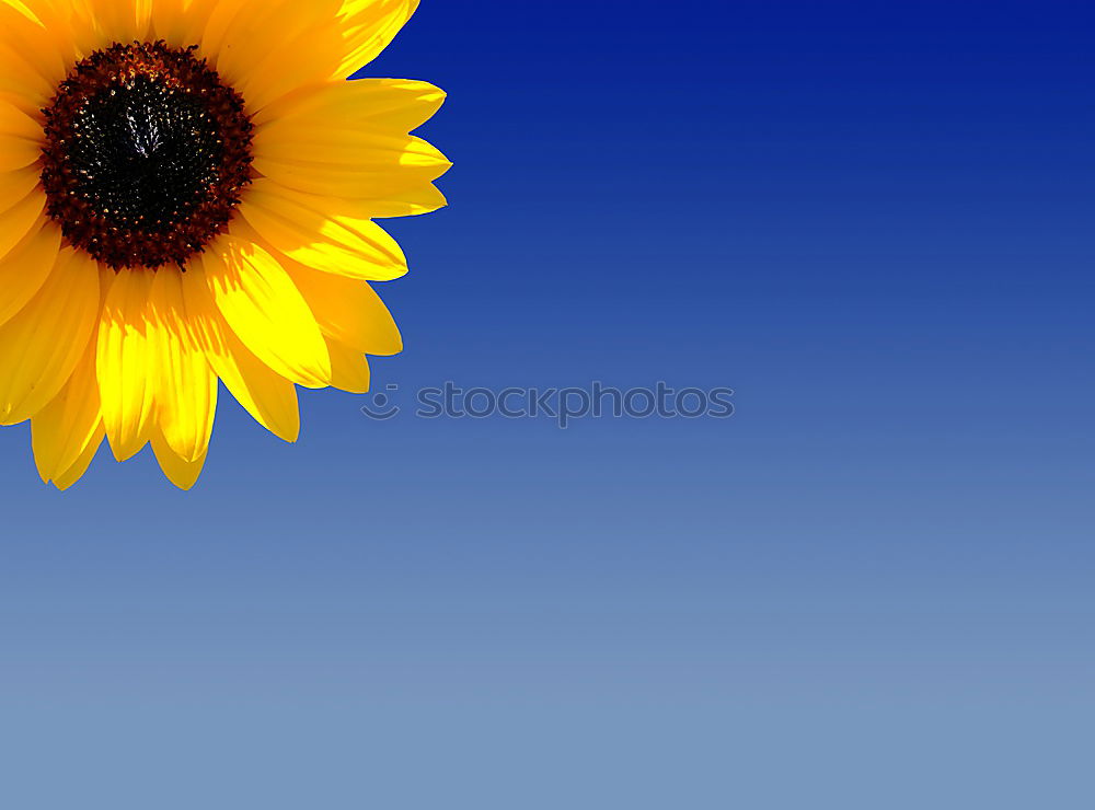 Image, Stock Photo always shine beautifully