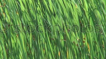 Similar – Image, Stock Photo scruffy Nature Plant Grass