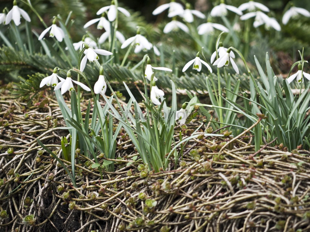 Similar – Frühling 3 mehrere