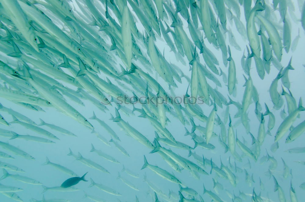 Similar – Image, Stock Photo Hidden Object in the Corsican Sea