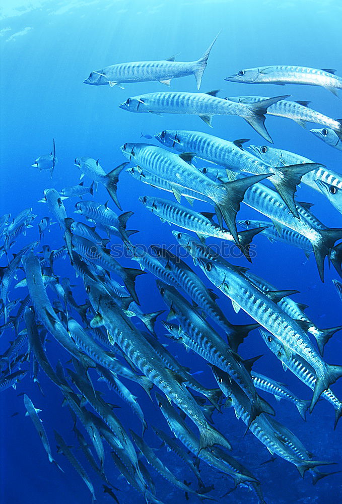 Similar – fish tornado Shoal of fish