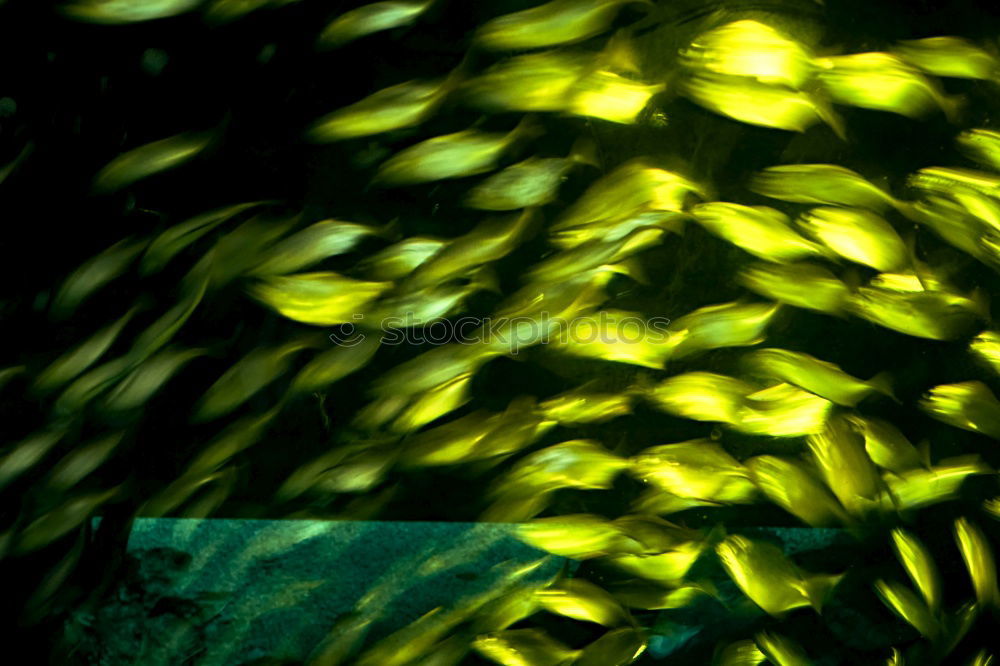 Similar – aquarium Aquarium Yellow