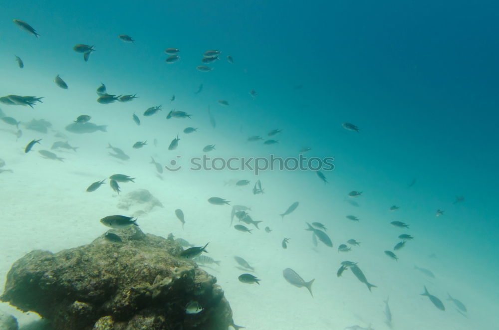 Similar – Underwater World