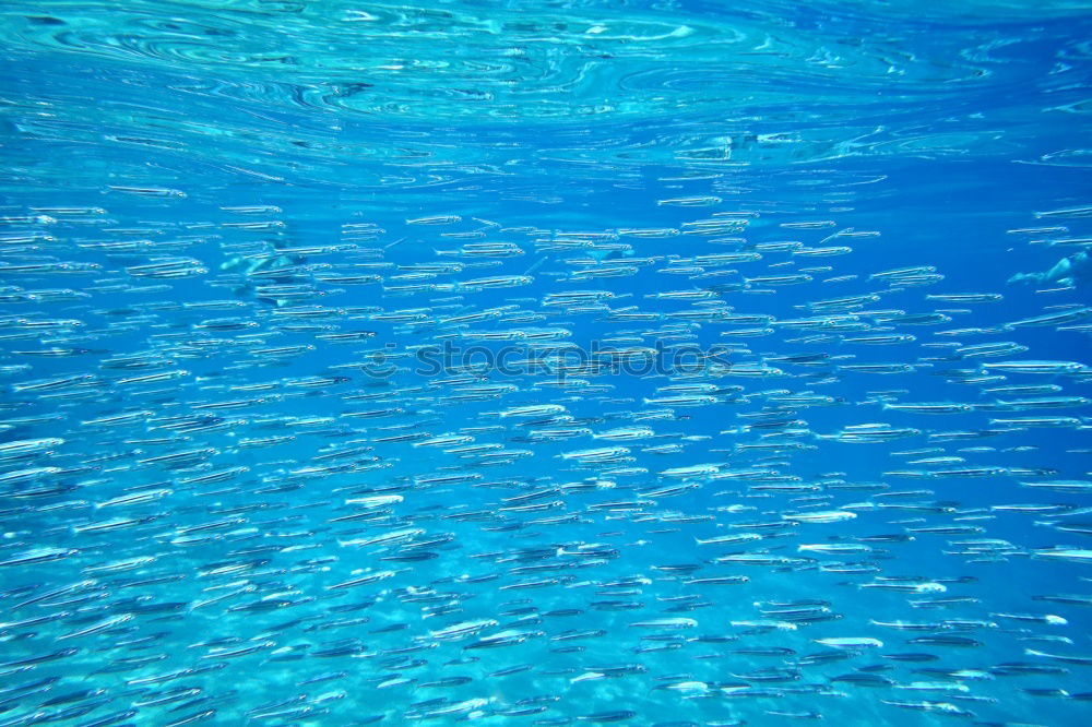 Similar – fish tornado Shoal of fish