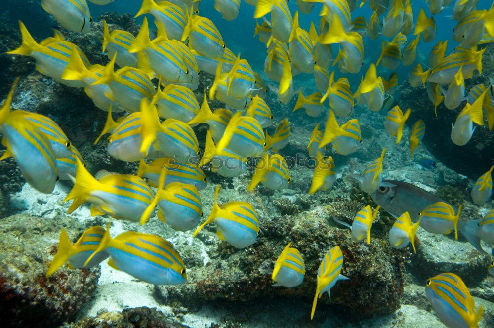 Life in the reef Dive