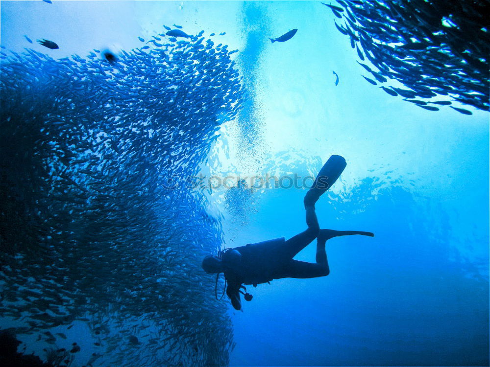 Bali Reef tauchen Meer