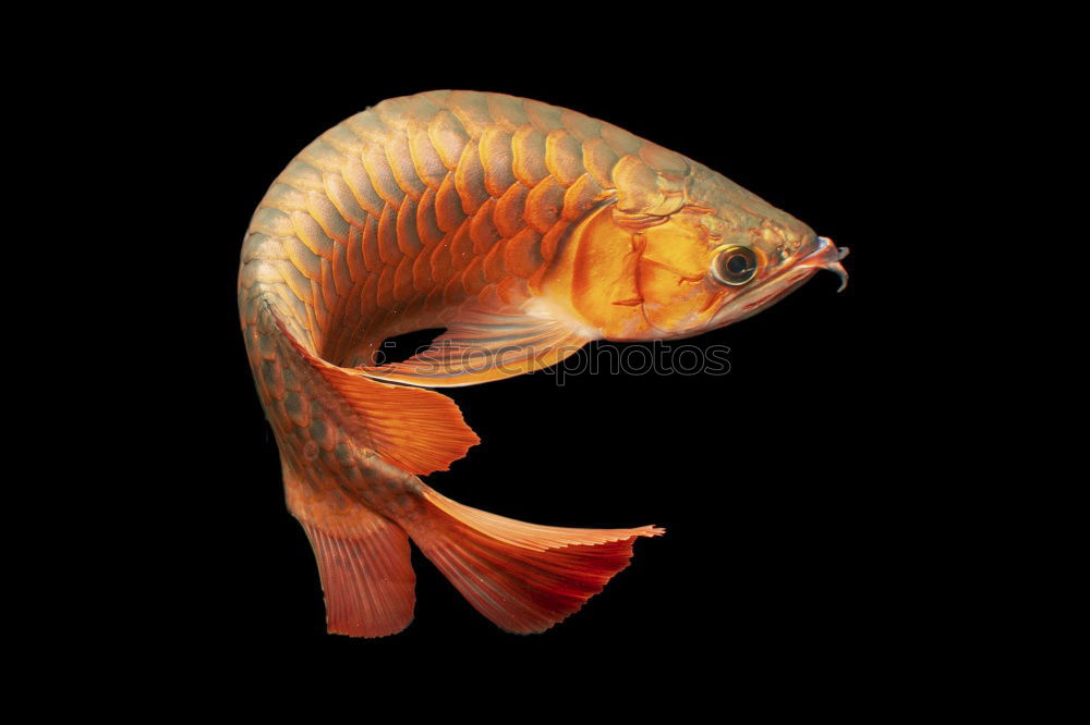 Similar – Image, Stock Photo Genuinely cute Goldfish