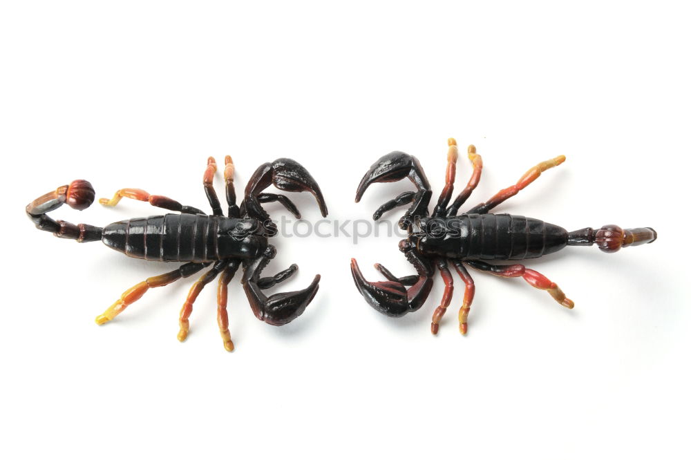 Similar – Big Beetle Isolated Image