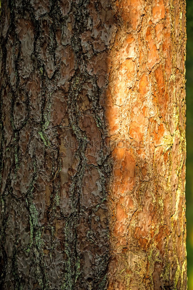 Similar – Mein Freund, der Baum