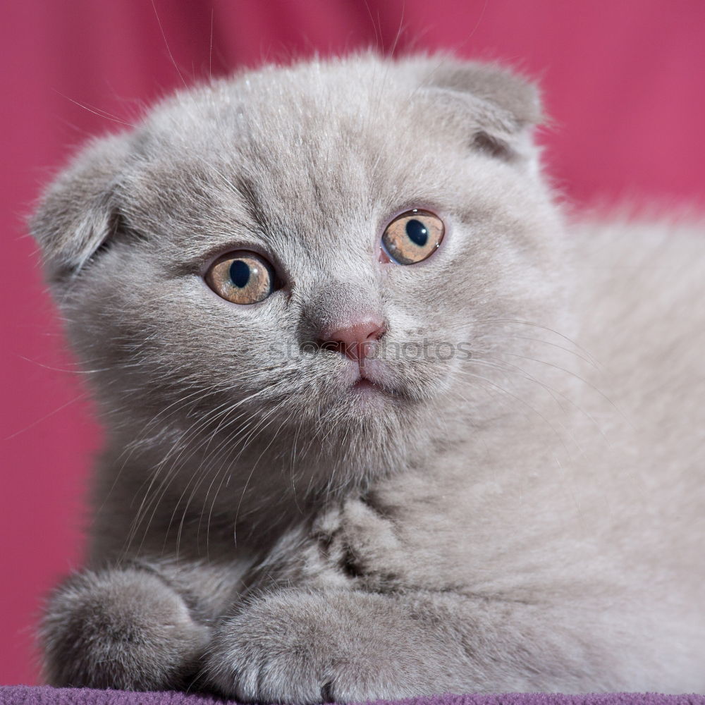 Similar – Image, Stock Photo Young siamese cat scratching his ear