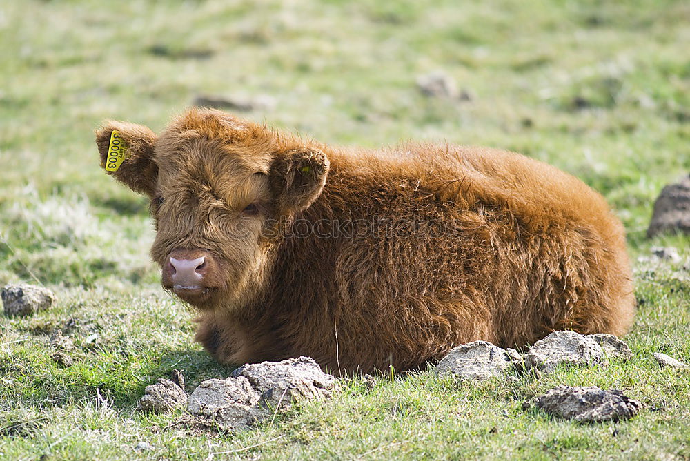 highland cattle Animal