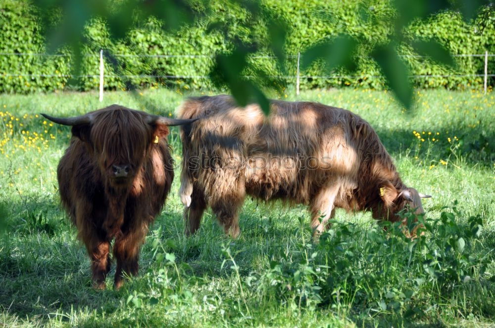 Similar – Scottish Highland Cattle from Usedom