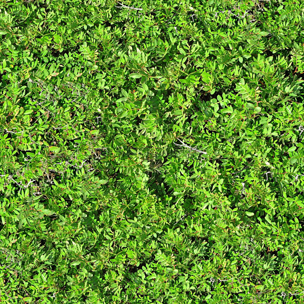 Similar – green Plant Leaf