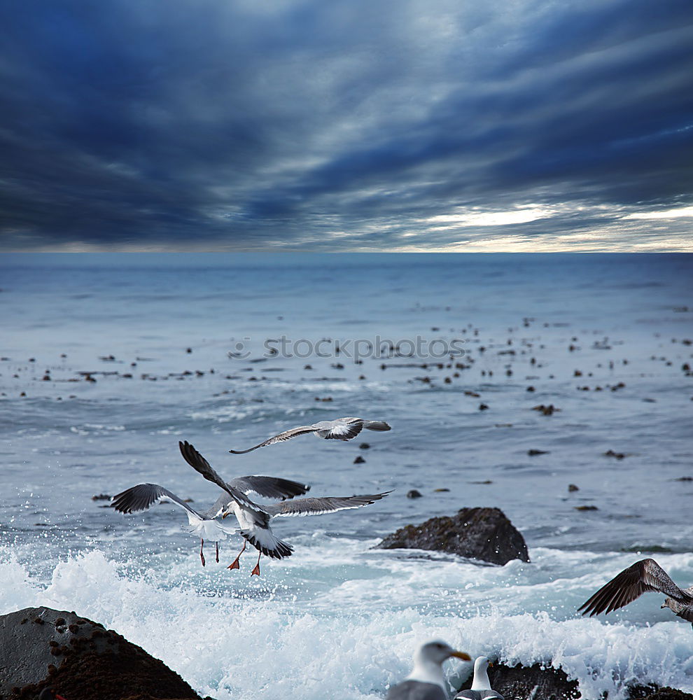 Similar – Iced Baltic Sea Ocean Cold