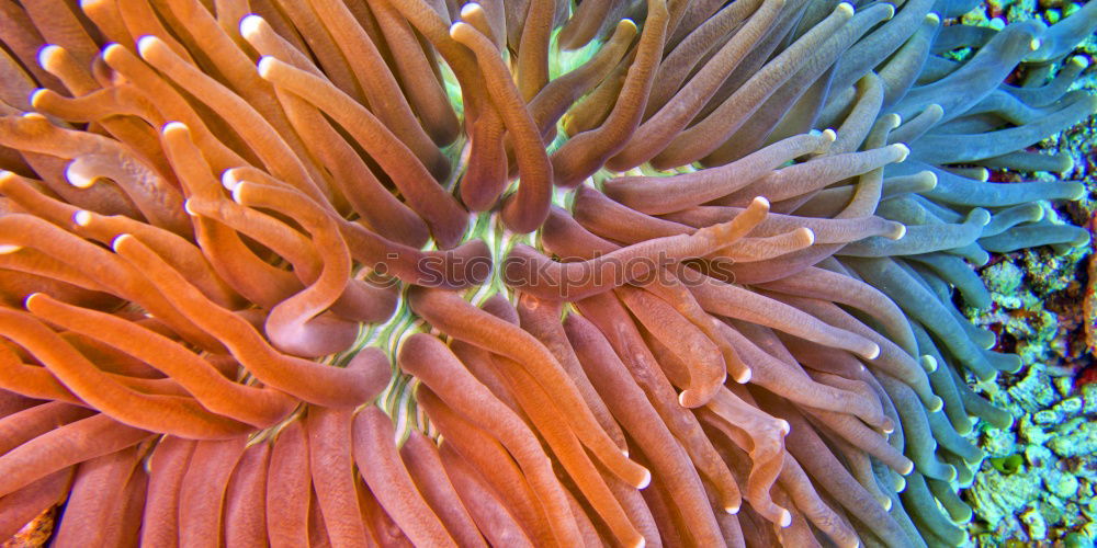 Similar – Korallenmeer Anemonen