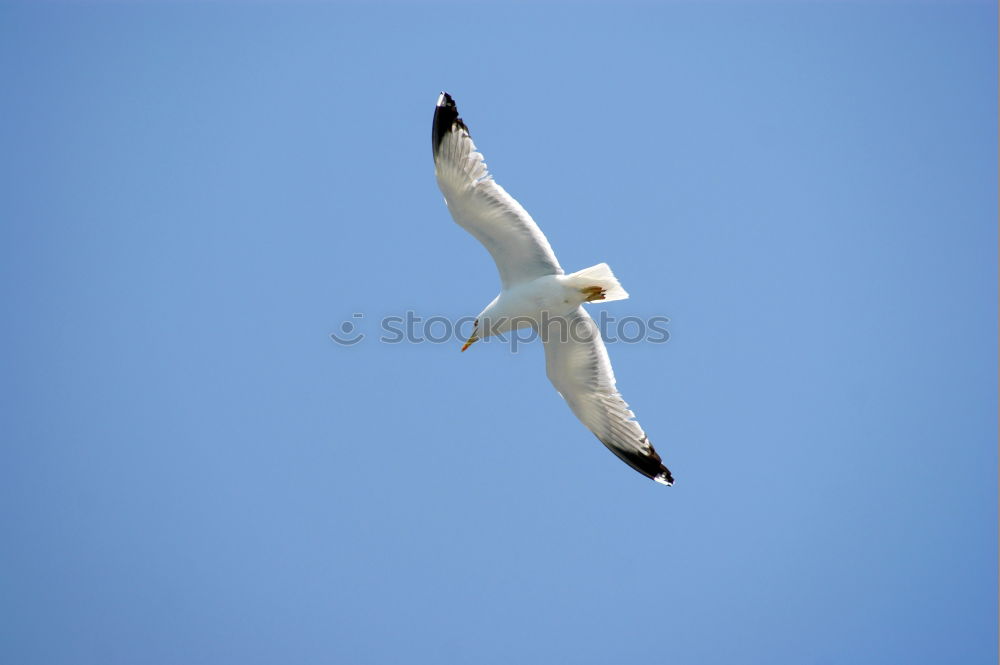 Similar – Image, Stock Photo seagull Seagull