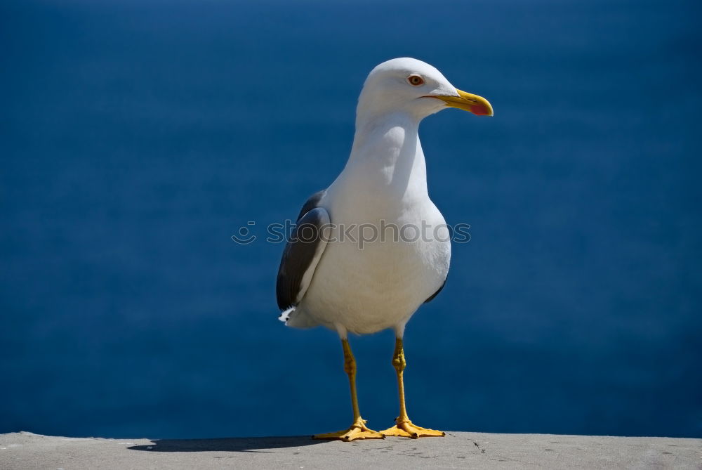 Similar – Image, Stock Photo Seagull on the Baltic Sea coast in Warnemünde