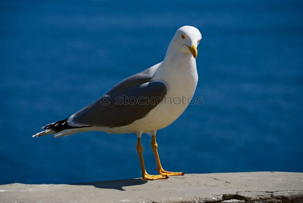 Similar – Möwe auf Geländer in Australien