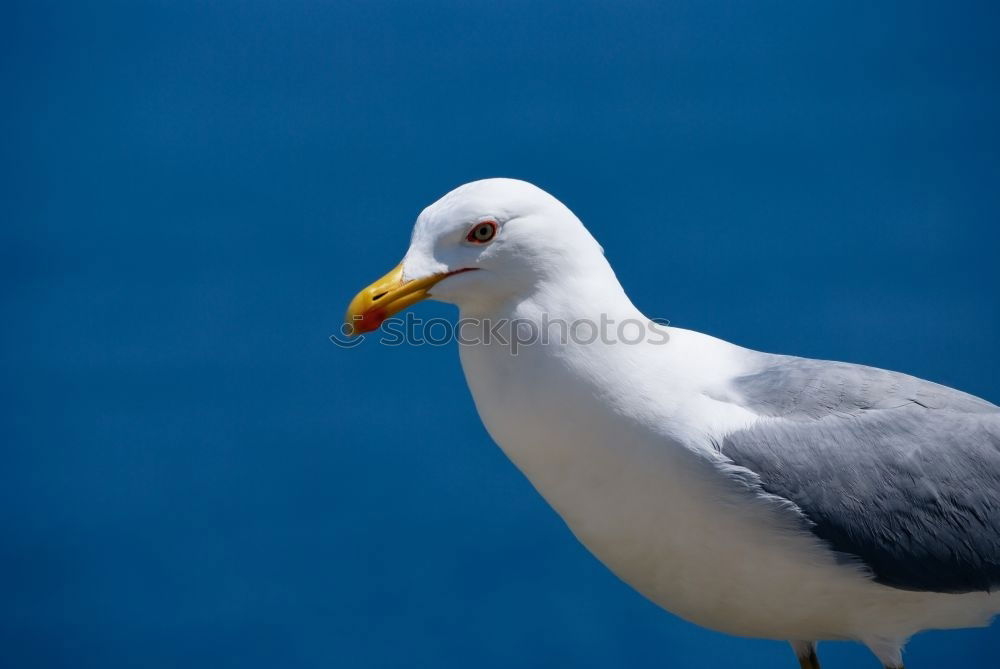 Similar – another gull Environment