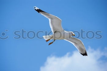 Similar – Image, Stock Photo seagull Seagull