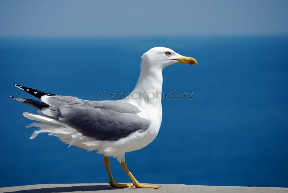 Similar – Image, Stock Photo Good prospects Seagull