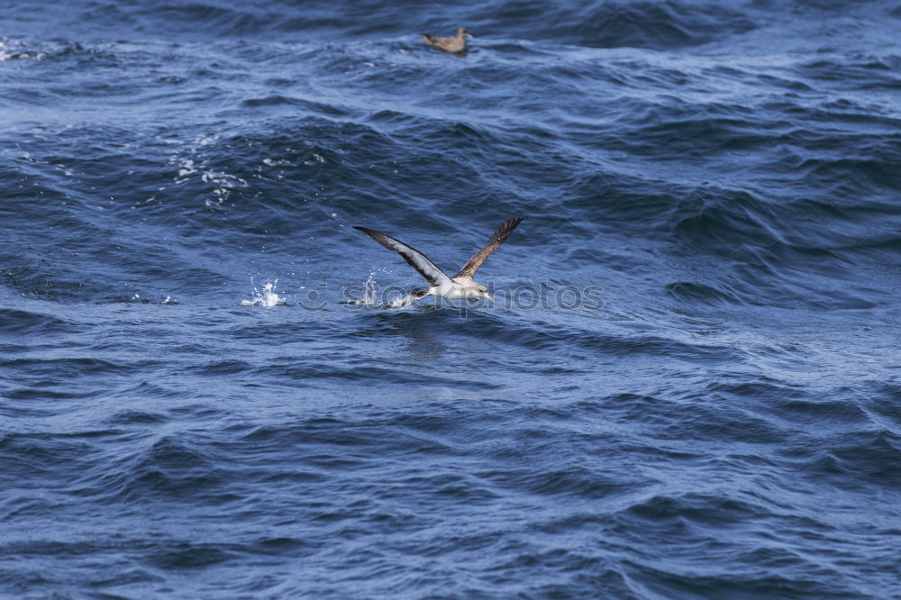 Similar – Image, Stock Photo formation seagulls Ocean