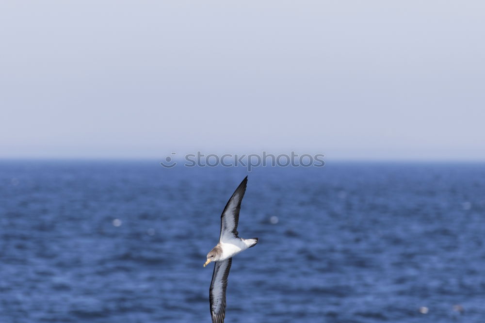 Vestmannaeyjar | Iceland