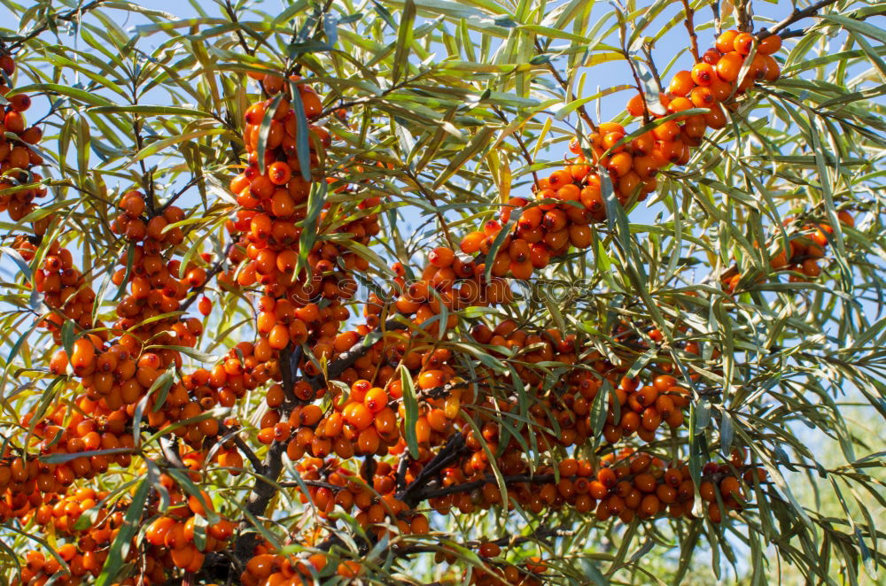 Similar – Foto Bild leuchtend rot Baum