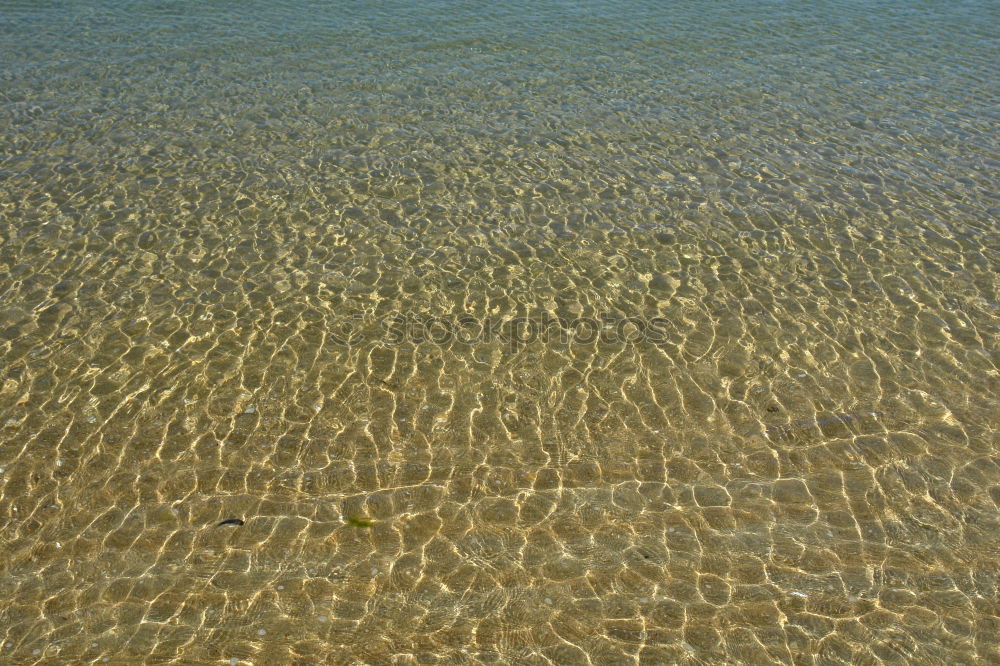 Similar – shark Beach Ocean Maldives