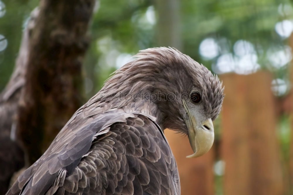 Similar – Image, Stock Photo A hawk eagle Hunting