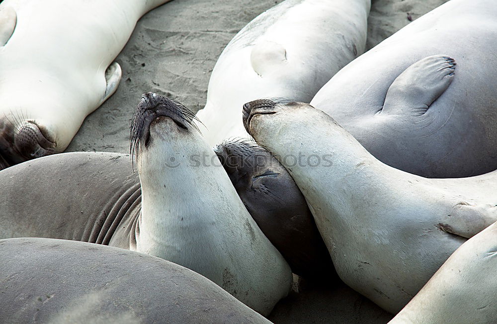 Similar – Image, Stock Photo sunbathing Environment